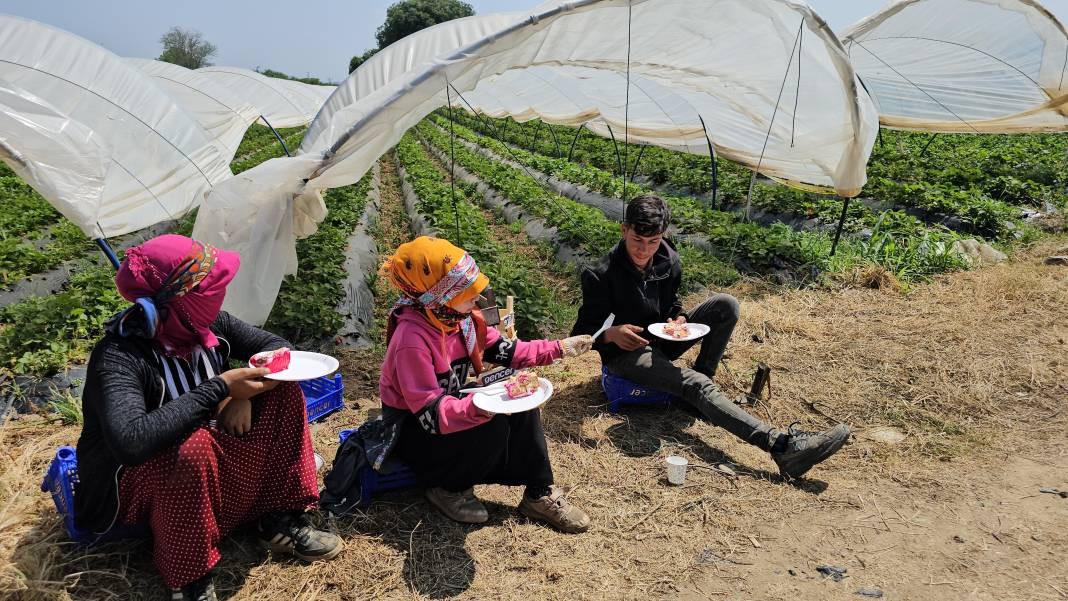 İşçi bayramını meydanda değil, tarlada kutladılar - Resim: 6