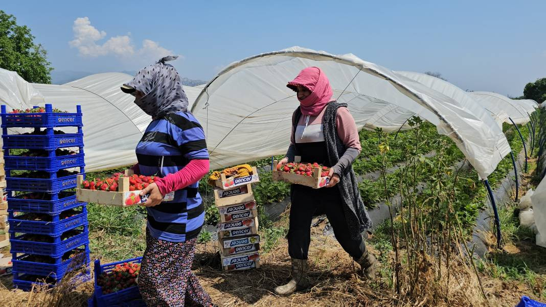 İşçi bayramını meydanda değil, tarlada kutladılar - Resim: 7