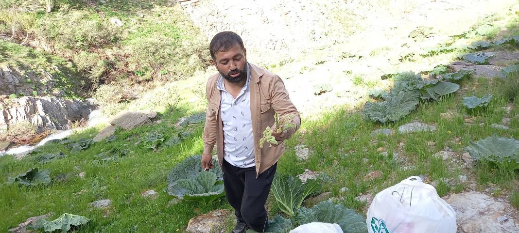 Kemik erimesini durduruyor kansere duvar örüyor. Köylüler bedava topluyor kilosunu 200 TL'ye satıyor - Resim: 5