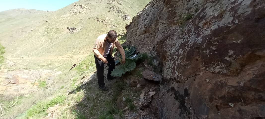 Kemik erimesini durduruyor kansere duvar örüyor. Köylüler bedava topluyor kilosunu 200 TL'ye satıyor - Resim: 9