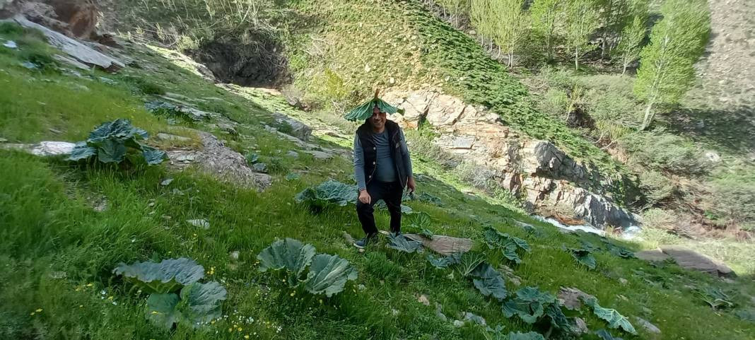 Kemik erimesini durduruyor kansere duvar örüyor. Köylüler bedava topluyor kilosunu 200 TL'ye satıyor - Resim: 7