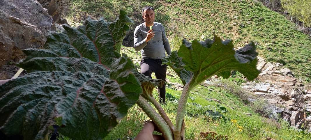 Kemik erimesini durduruyor kansere duvar örüyor. Köylüler bedava topluyor kilosunu 200 TL'ye satıyor - Resim: 3