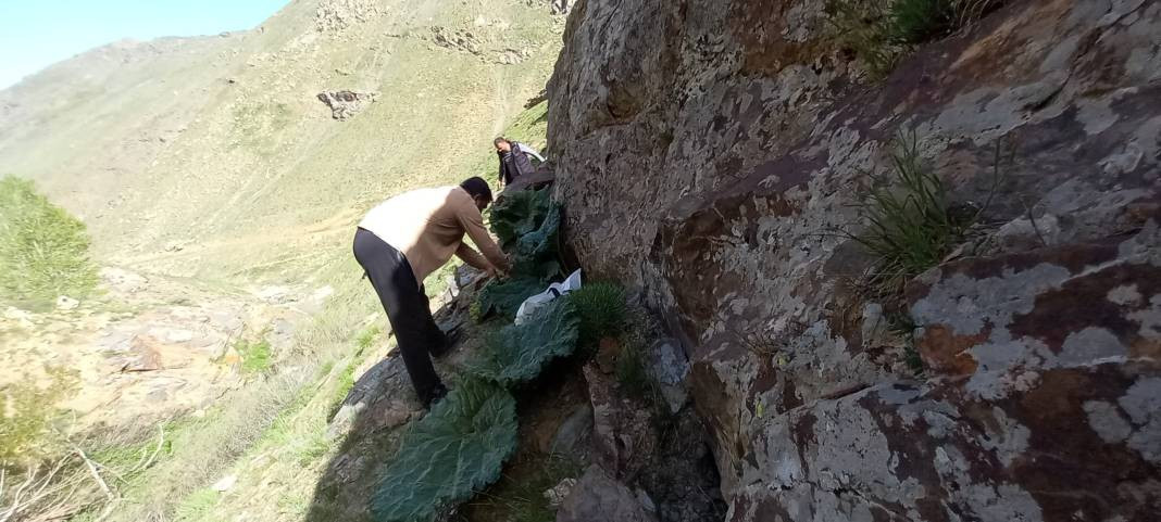 Kemik erimesini durduruyor kansere duvar örüyor. Köylüler bedava topluyor kilosunu 200 TL'ye satıyor - Resim: 4