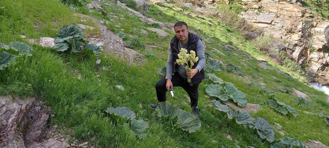 Kemik erimesini durduruyor kansere duvar örüyor. Köylüler bedava topluyor kilosunu 200 TL'ye satıyor - Resim: 2