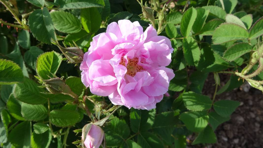 Isparta’da hasadı bu yıl erken başladı! Mis kokusu her yeri sardı - Resim: 3