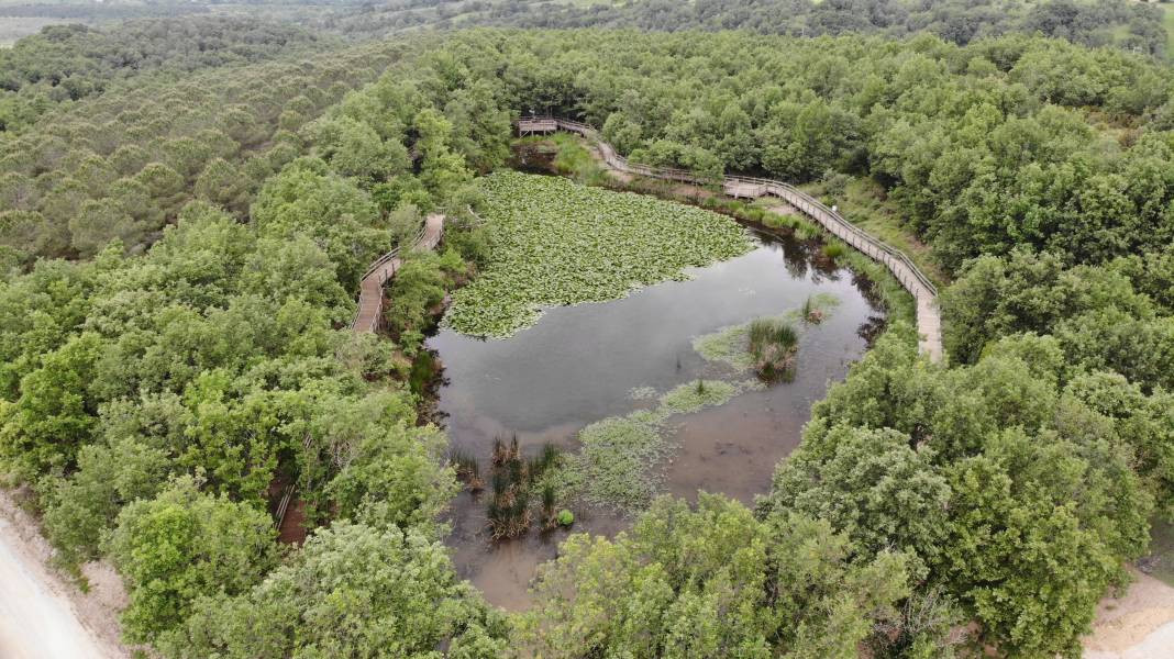 Bu çiçeği koparmanın cezası 387 bin 141 TL. Yanına bile yaklaşmayın - Resim: 4