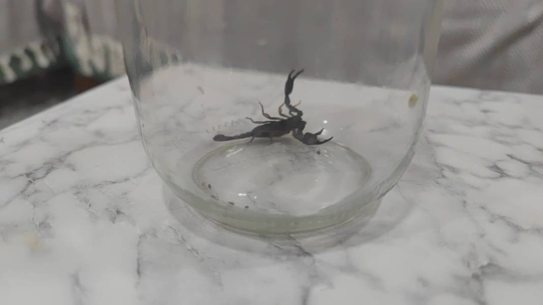 Sultangazi'de eve giren akrep paniğe neden oldu - Resim: 3