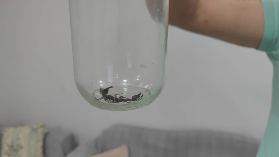 Sultangazi'de eve giren akrep paniğe neden oldu - Resim: 4