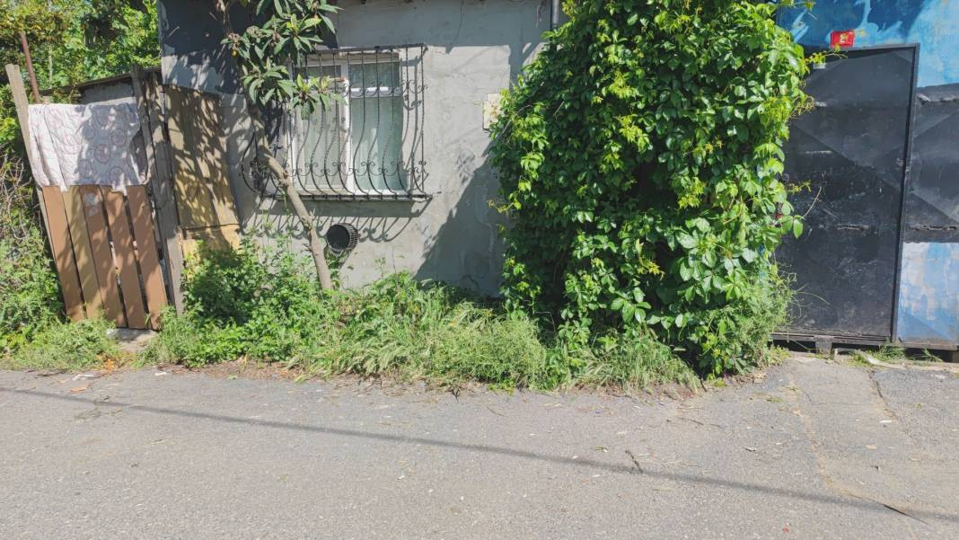 Sultangazi'de eve giren akrep paniğe neden oldu - Resim: 1