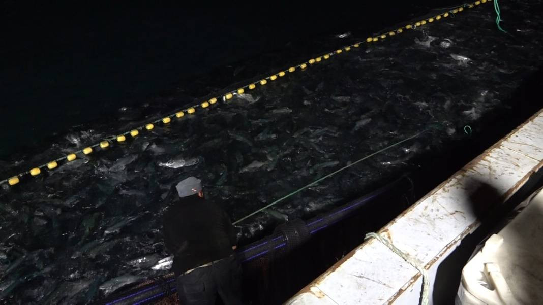 Türkiye'de yetişiyor ihracat rekorları kırıyor. Hasadına başlandı... - Resim: 2