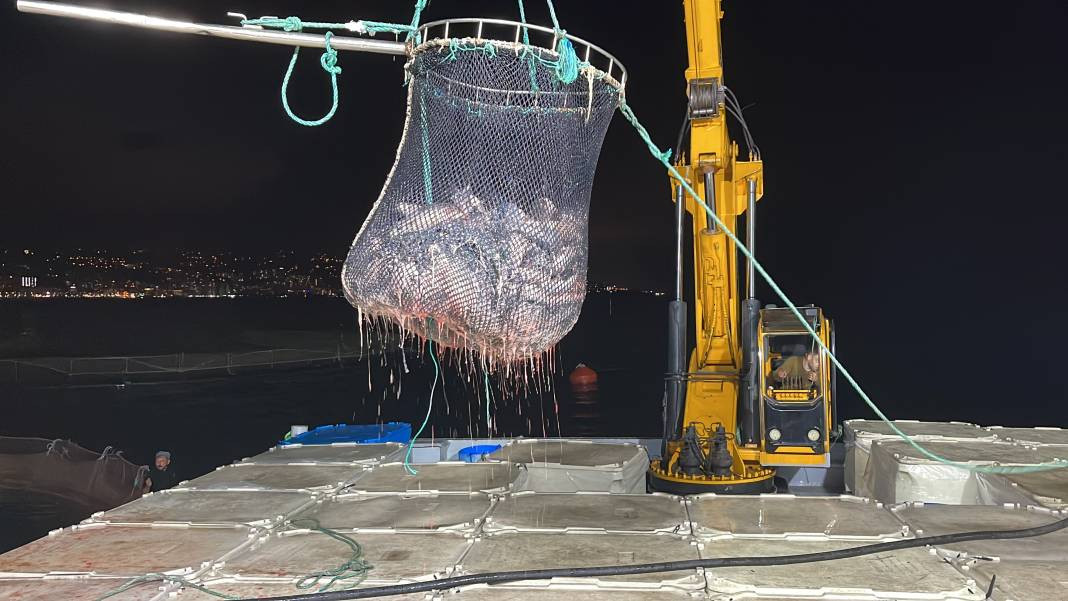 Türkiye'de yetişiyor ihracat rekorları kırıyor. Hasadına başlandı... - Resim: 1