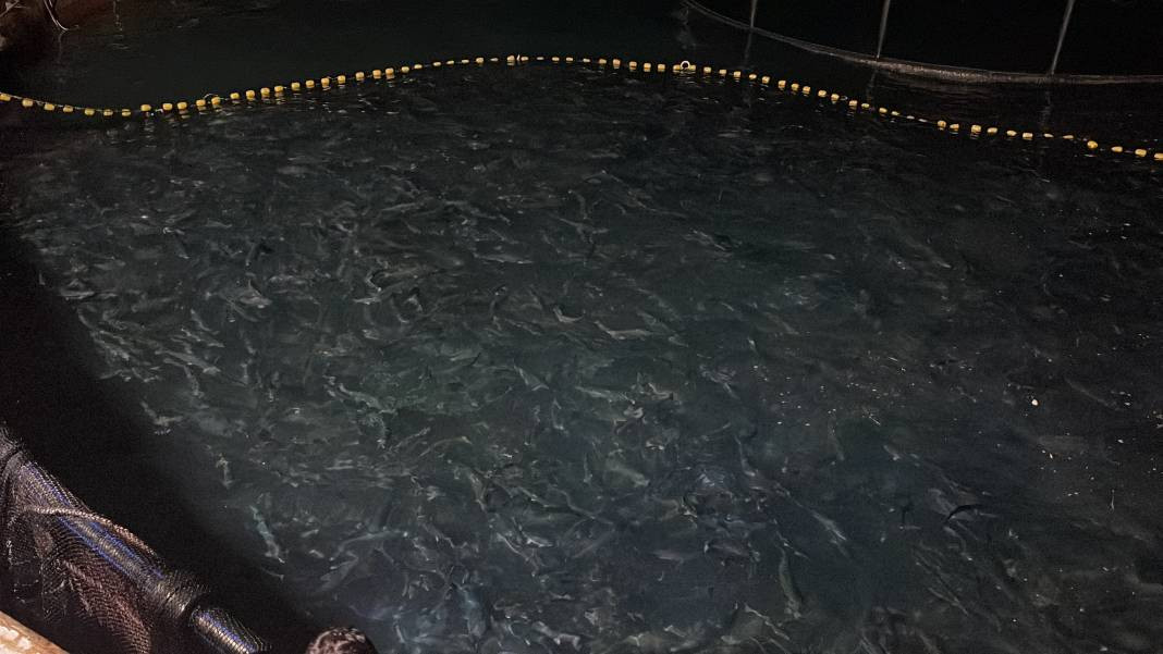 Türkiye'de yetişiyor ihracat rekorları kırıyor. Hasadına başlandı... - Resim: 5