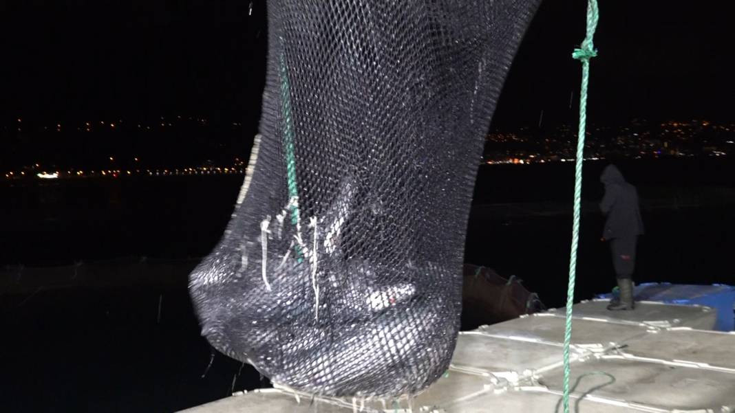 Türkiye'de yetişiyor ihracat rekorları kırıyor. Hasadına başlandı... - Resim: 7