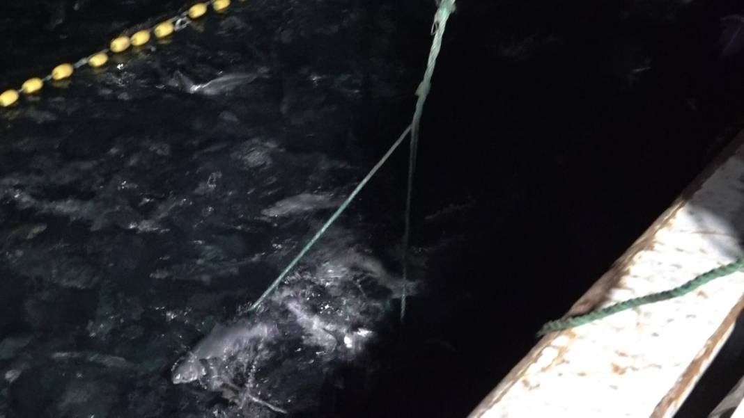 Türkiye'de yetişiyor ihracat rekorları kırıyor. Hasadına başlandı... - Resim: 8