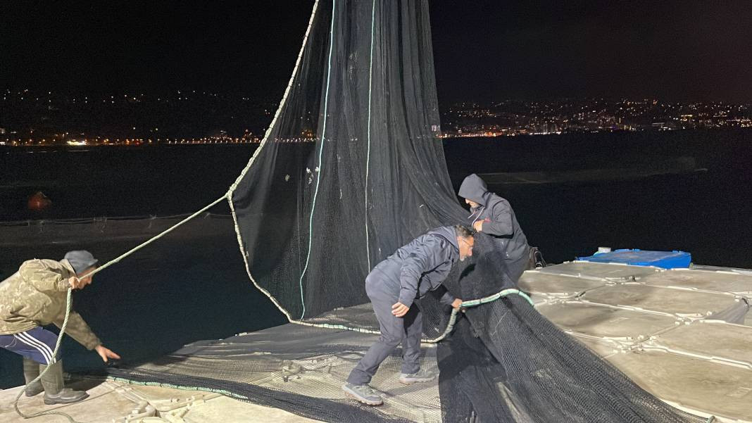 Türkiye'de yetişiyor ihracat rekorları kırıyor. Hasadına başlandı... - Resim: 4