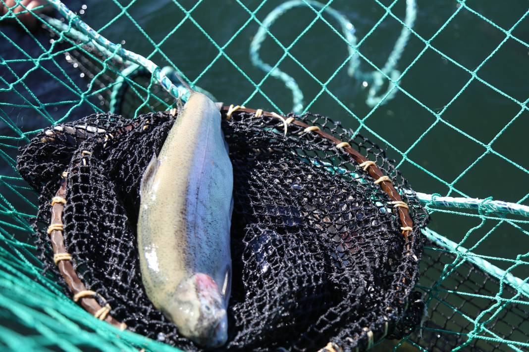 Türkiye'de yetişiyor ihracat rekorları kırıyor. Hasadına başlandı... - Resim: 3