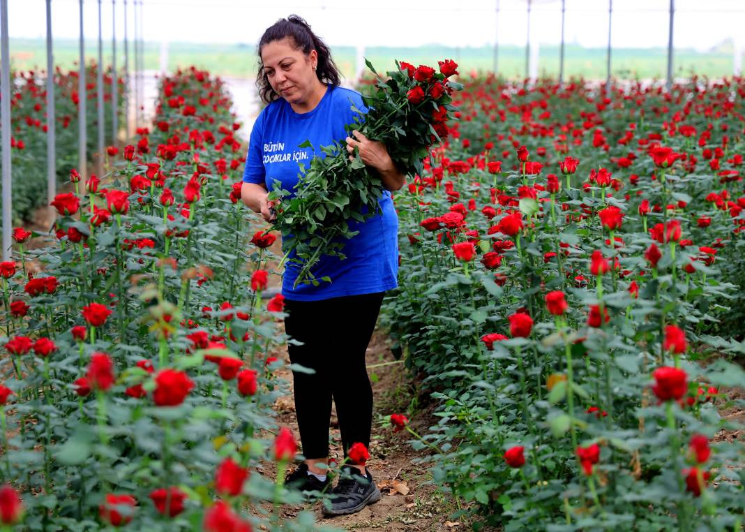 Tarlada tanesi 3, dükkanda 30, internette 50 TL'den satılıyor. Her dönüm 8 bin adet ürün veriyor - Resim: 8
