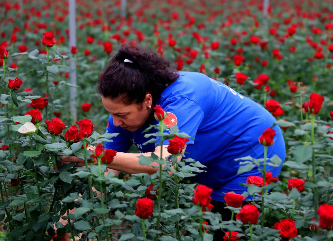 Tarlada tanesi 3, dükkanda 30, internette 50 TL'den satılıyor. Her dönüm 8 bin adet ürün veriyor - Resim: 9
