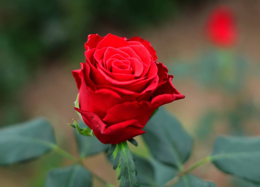 Tarlada tanesi 3, dükkanda 30, internette 50 TL'den satılıyor. Her dönüm 8 bin adet ürün veriyor - Resim: 12