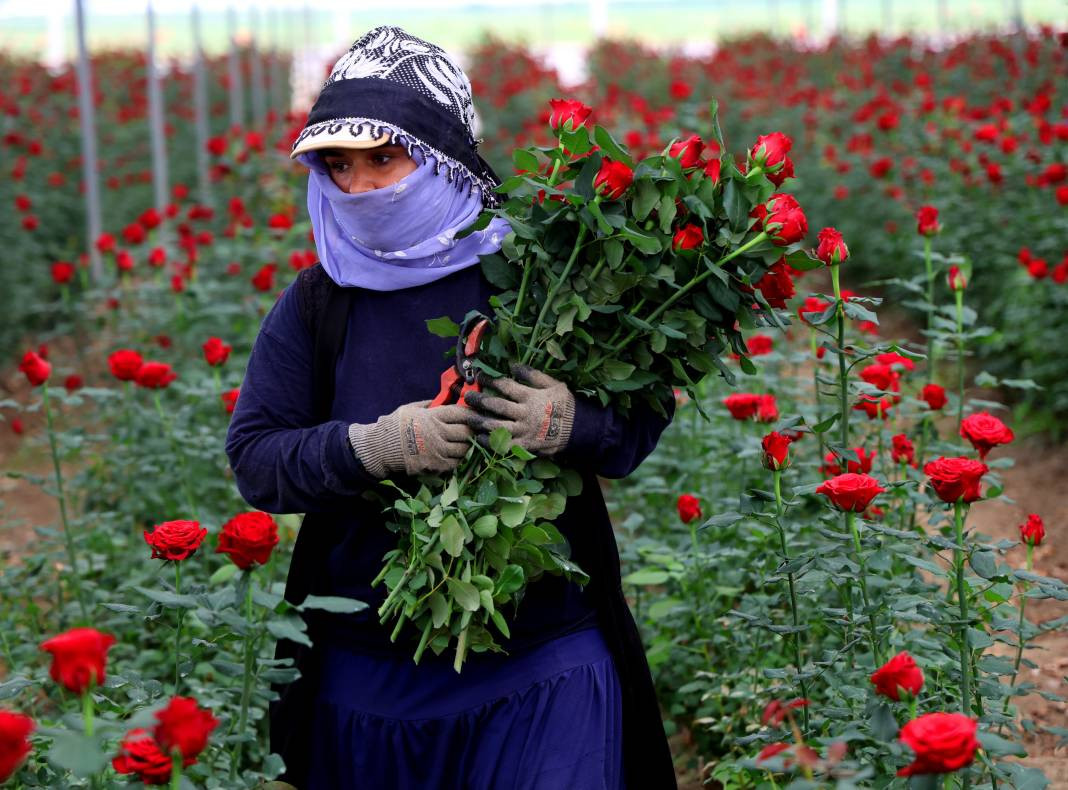 Tarlada tanesi 3, dükkanda 30, internette 50 TL'den satılıyor. Her dönüm 8 bin adet ürün veriyor - Resim: 7