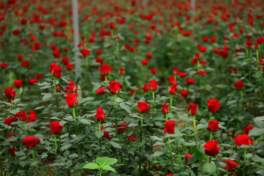 Tarlada tanesi 3, dükkanda 30, internette 50 TL'den satılıyor. Her dönüm 8 bin adet ürün veriyor - Resim: 6