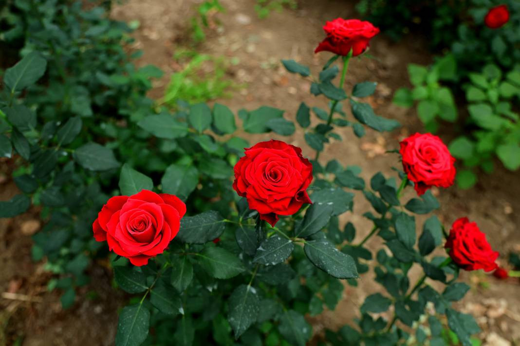 Tarlada tanesi 3, dükkanda 30, internette 50 TL'den satılıyor. Her dönüm 8 bin adet ürün veriyor - Resim: 4