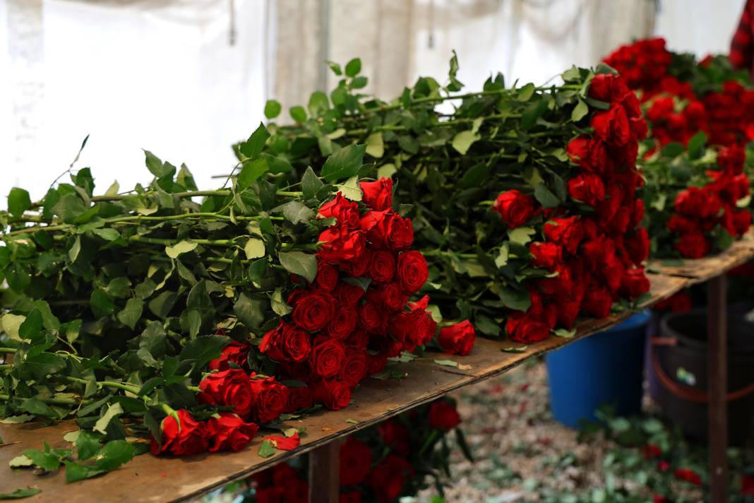 Tarlada tanesi 3, dükkanda 30, internette 50 TL'den satılıyor. Her dönüm 8 bin adet ürün veriyor - Resim: 5