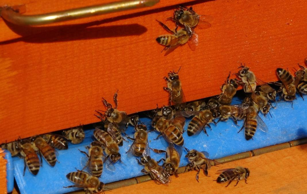 Gerçek bal diye yediğiniz şoke edecek! 50 TL'ye reçel yok - Resim: 8