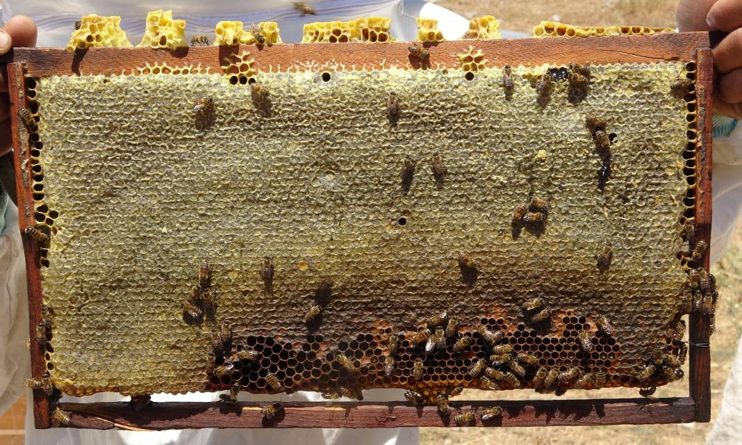 Gerçek bal diye yediğiniz şoke edecek! 50 TL'ye reçel yok - Resim: 6