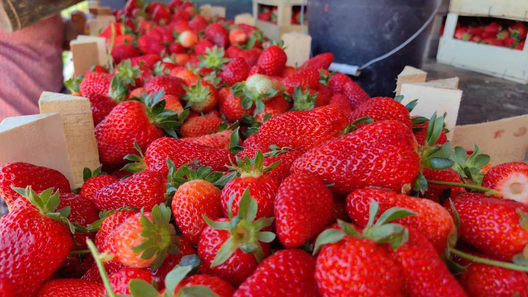 'Kırmızı elmas' diye biliniyor kilosu 40 TL'ye gidiyor. Türkiye’nin dört bir yanından talep ediliyor - Resim: 3