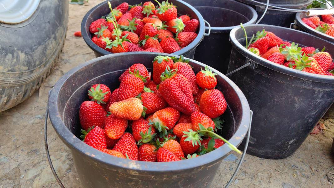 'Kırmızı elmas' diye biliniyor kilosu 40 TL'ye gidiyor. Türkiye’nin dört bir yanından talep ediliyor - Resim: 5