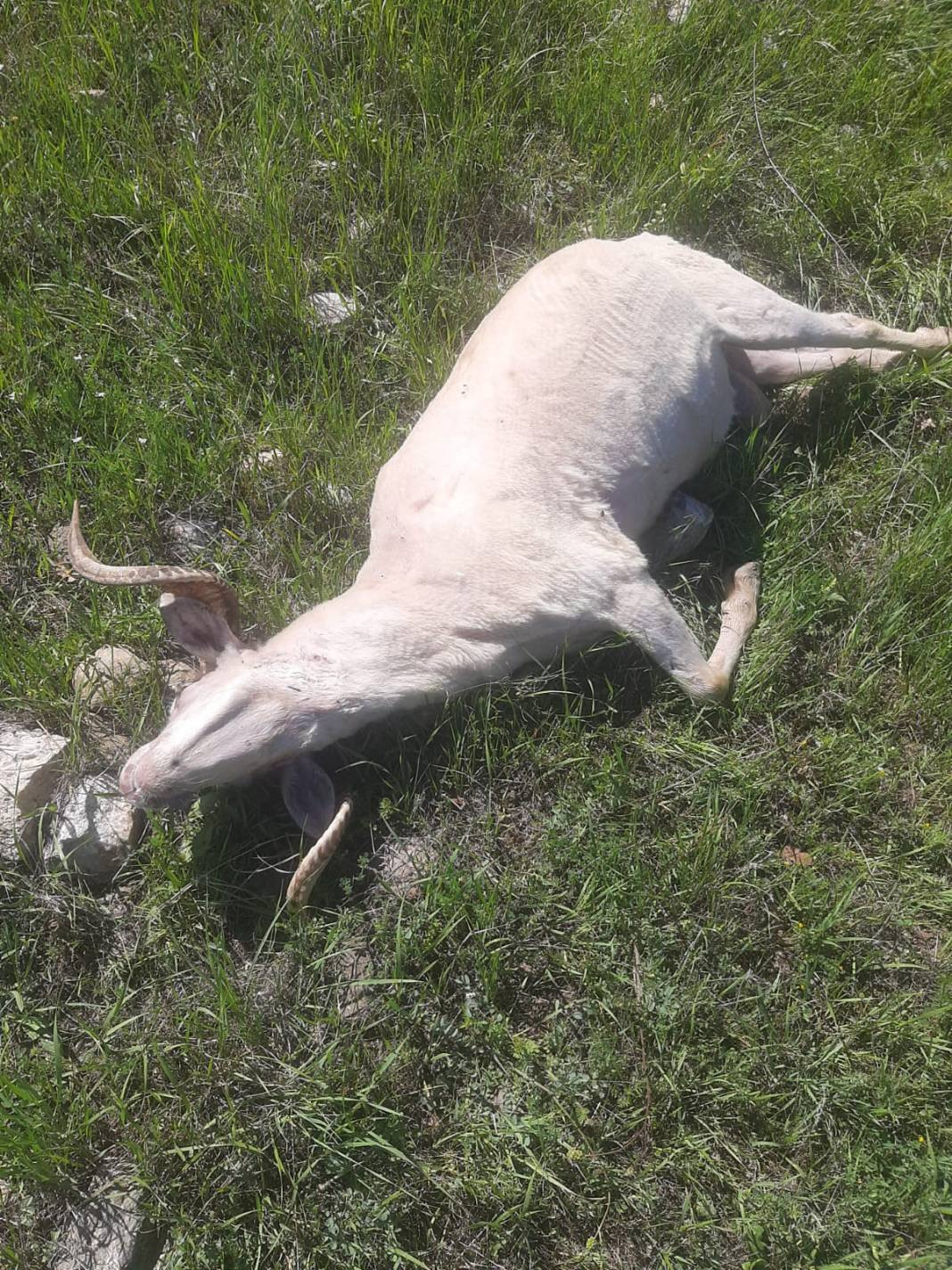 Köpekler kaçırdı azgın kurtlar parçaladı. Köylünün hayali yıkıldı - Resim: 5