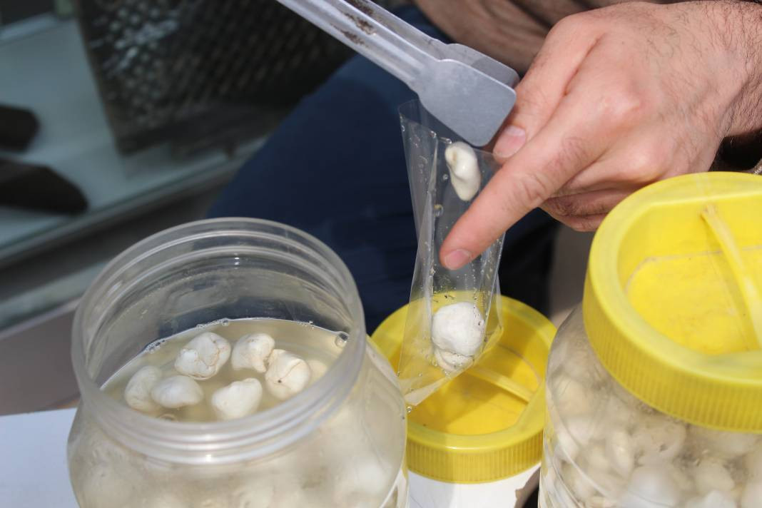 Fiyatı çeyrek altını geçti. Kenger sakızının kilosu 5 bin TL - Resim: 4