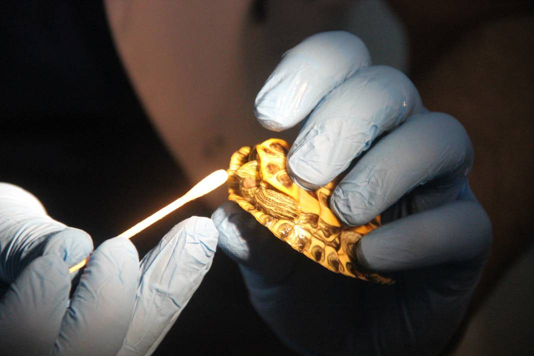 Hayvanseverler dikkat, uzmanı uyardı - Resim: 1