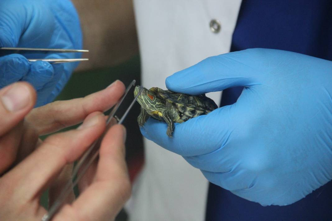 Hayvanseverler dikkat, uzmanı uyardı - Resim: 2