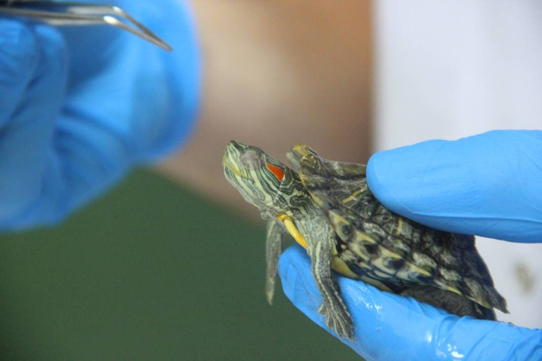 Hayvanseverler dikkat, uzmanı uyardı - Resim: 6