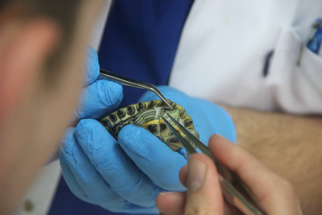 Hayvanseverler dikkat, uzmanı uyardı - Resim: 7