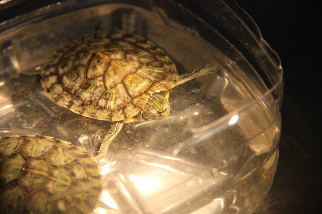 Hayvanseverler dikkat, uzmanı uyardı - Resim: 5