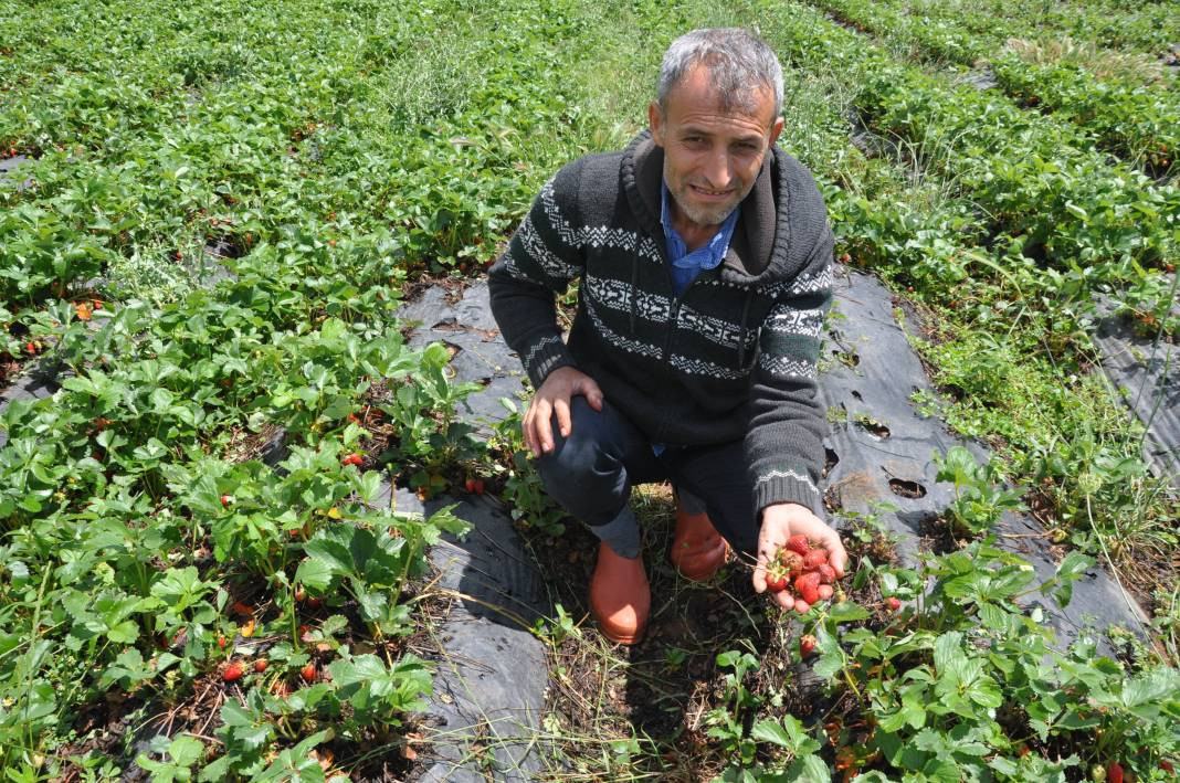Batman’da dolu yağışı çilek bahçelerini vurdu - Resim: 4