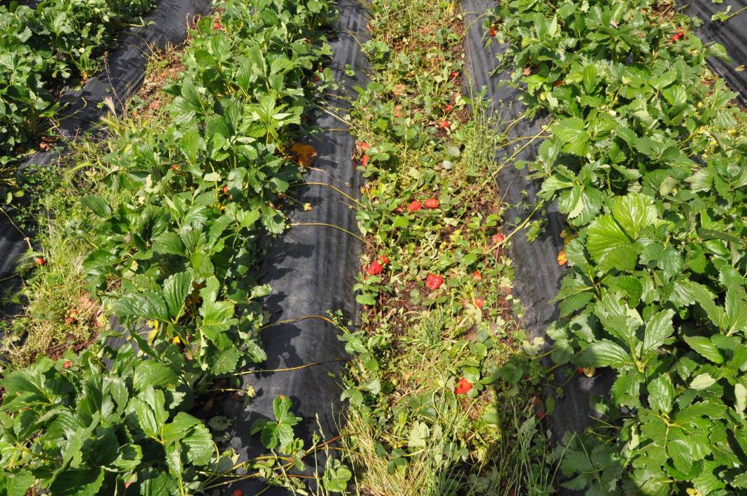 Batman’da dolu yağışı çilek bahçelerini vurdu - Resim: 6