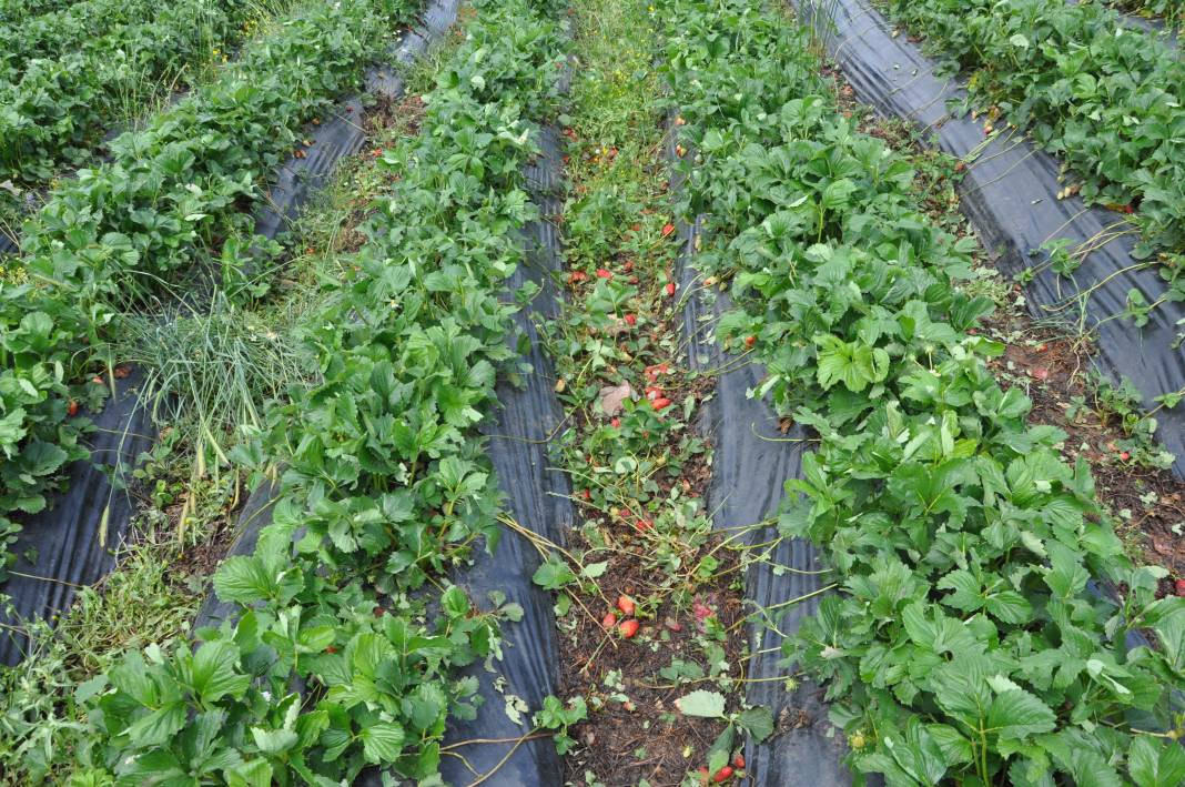 Batman’da dolu yağışı çilek bahçelerini vurdu - Resim: 3