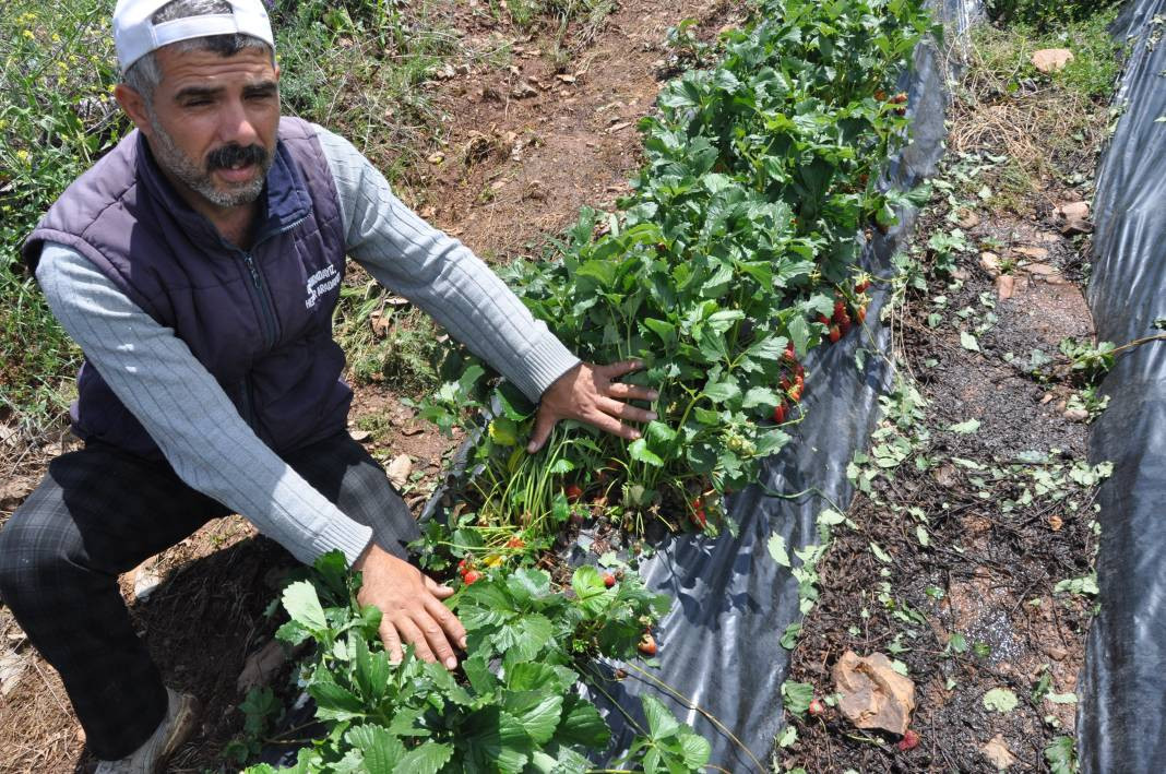 Batman’da dolu yağışı çilek bahçelerini vurdu - Resim: 5