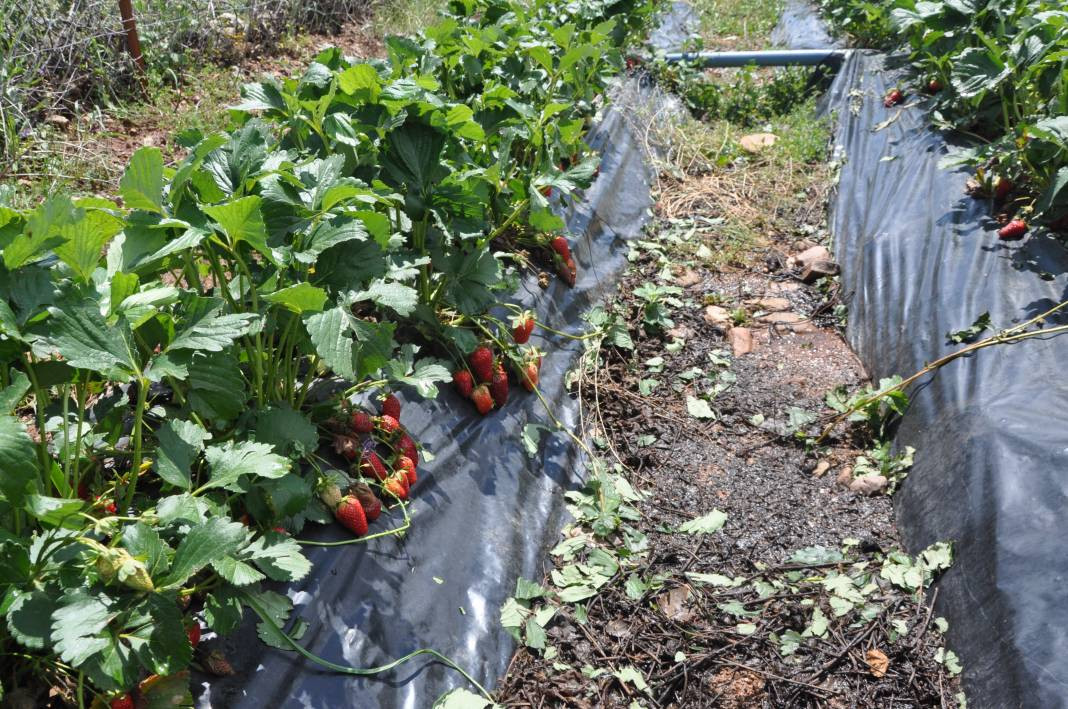 Batman’da dolu yağışı çilek bahçelerini vurdu - Resim: 7