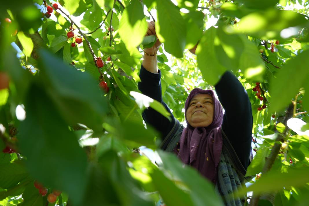 Kara bodur cinsi tarlada 39, markette ise 199 liradan gidiyor! - Resim: 3