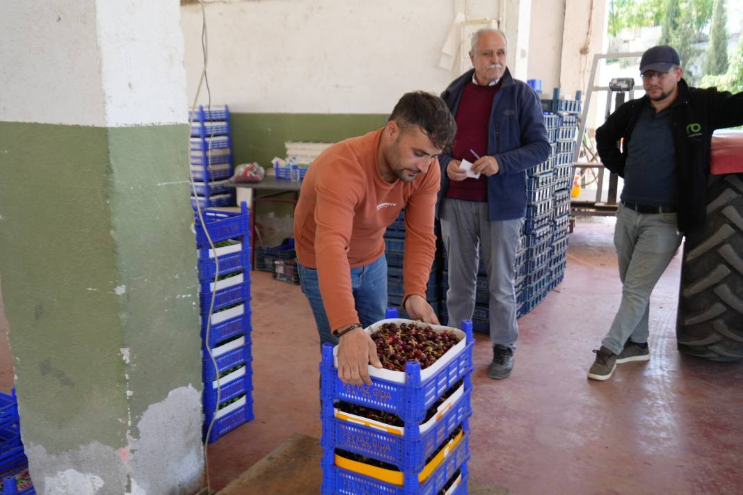 Kara bodur cinsi tarlada 39, markette ise 199 liradan gidiyor! - Resim: 2