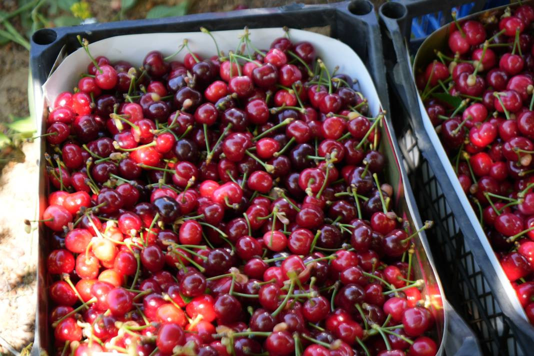 Kara bodur cinsi tarlada 39, markette ise 199 liradan gidiyor! - Resim: 5