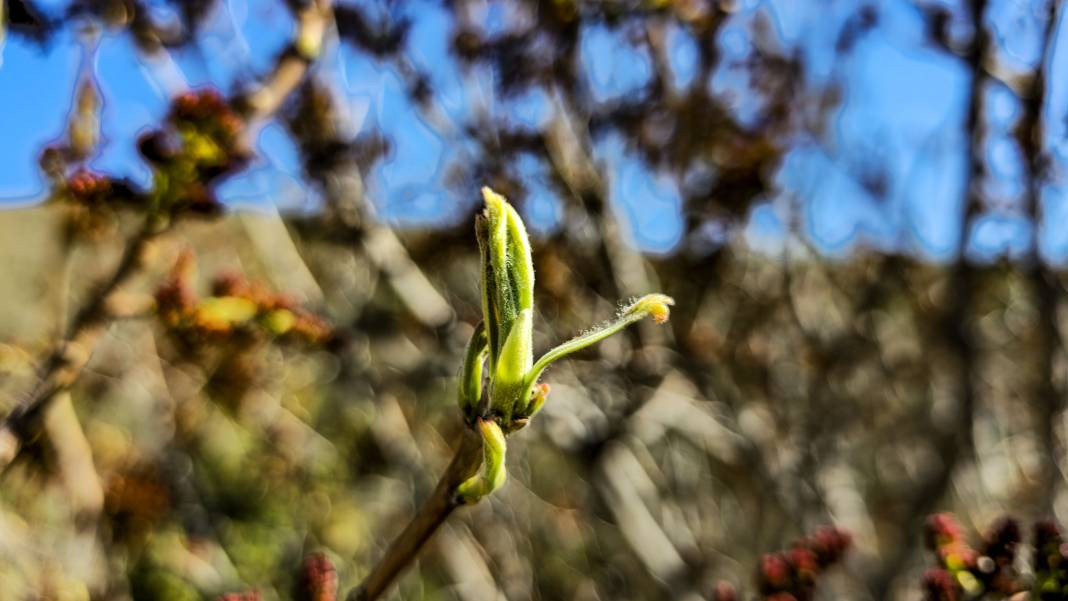 Her yerde kahve olarak tüketilirken o konservesini yapıyor. Birçok hastalığa iyi geliyor - Resim: 5
