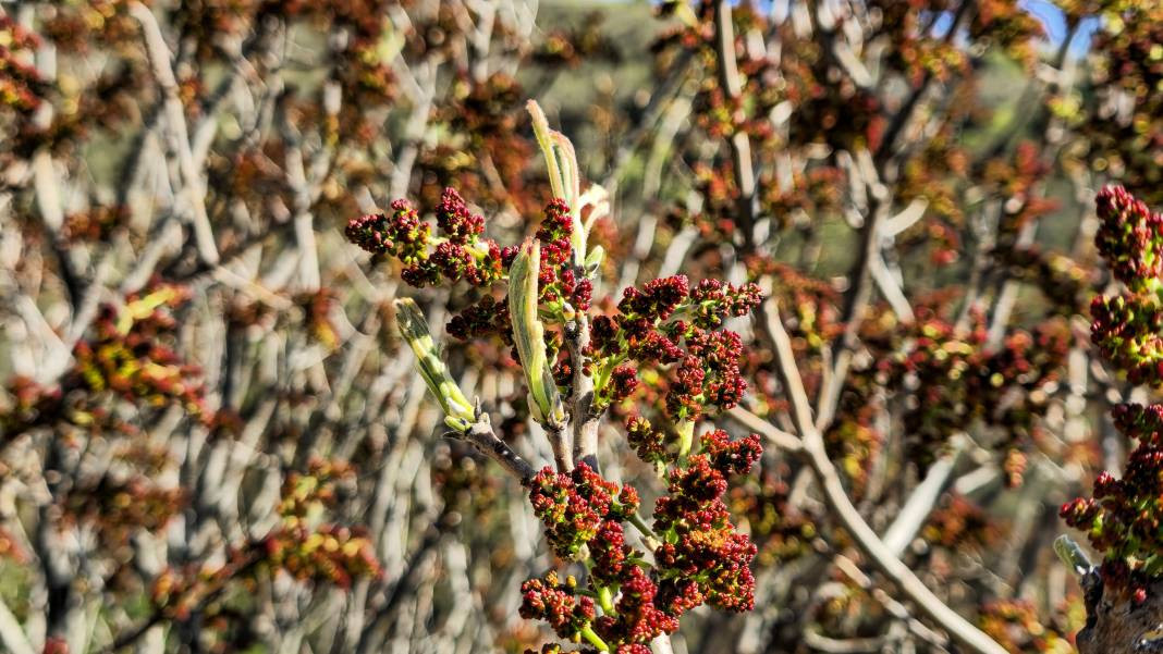 Her yerde kahve olarak tüketilirken o konservesini yapıyor. Birçok hastalığa iyi geliyor - Resim: 6