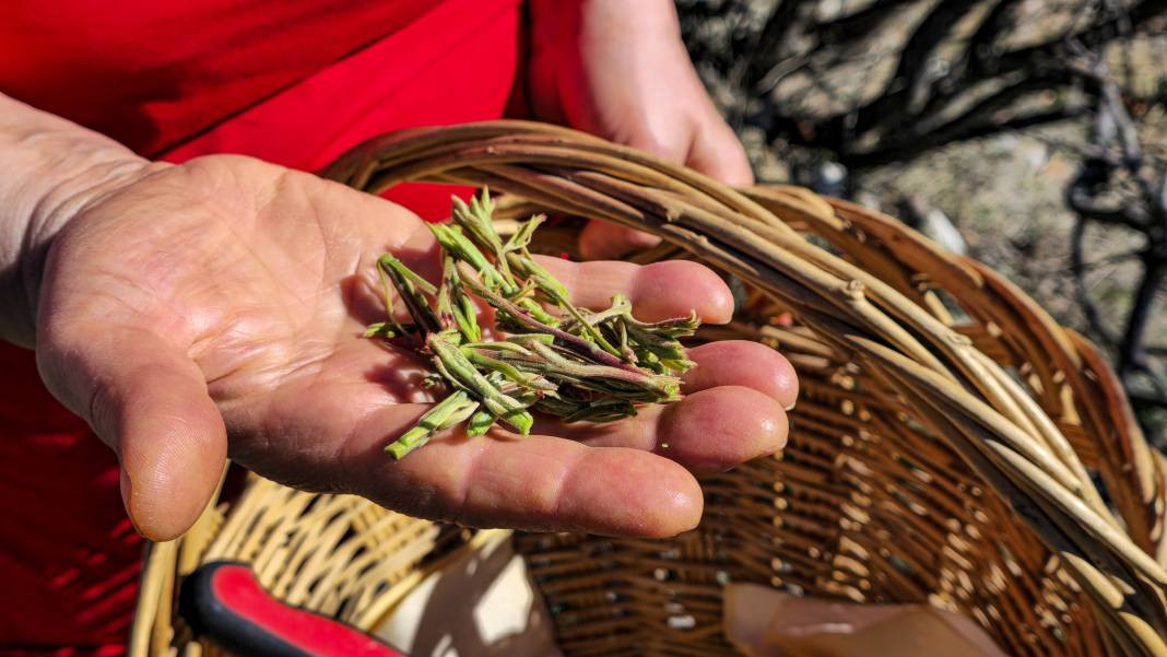 Her yerde kahve olarak tüketilirken o konservesini yapıyor. Birçok hastalığa iyi geliyor - Resim: 7