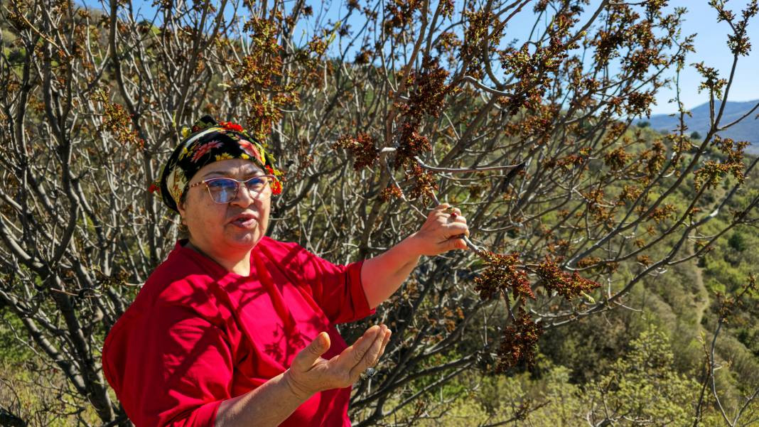 Her yerde kahve olarak tüketilirken o konservesini yapıyor. Birçok hastalığa iyi geliyor - Resim: 1